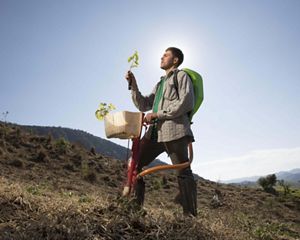 Pessoa trabalhando no plantio de árvores.