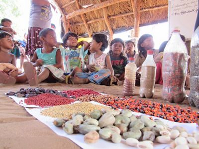 Crianças Xavantes aprendendo sobre coleta de sementes.