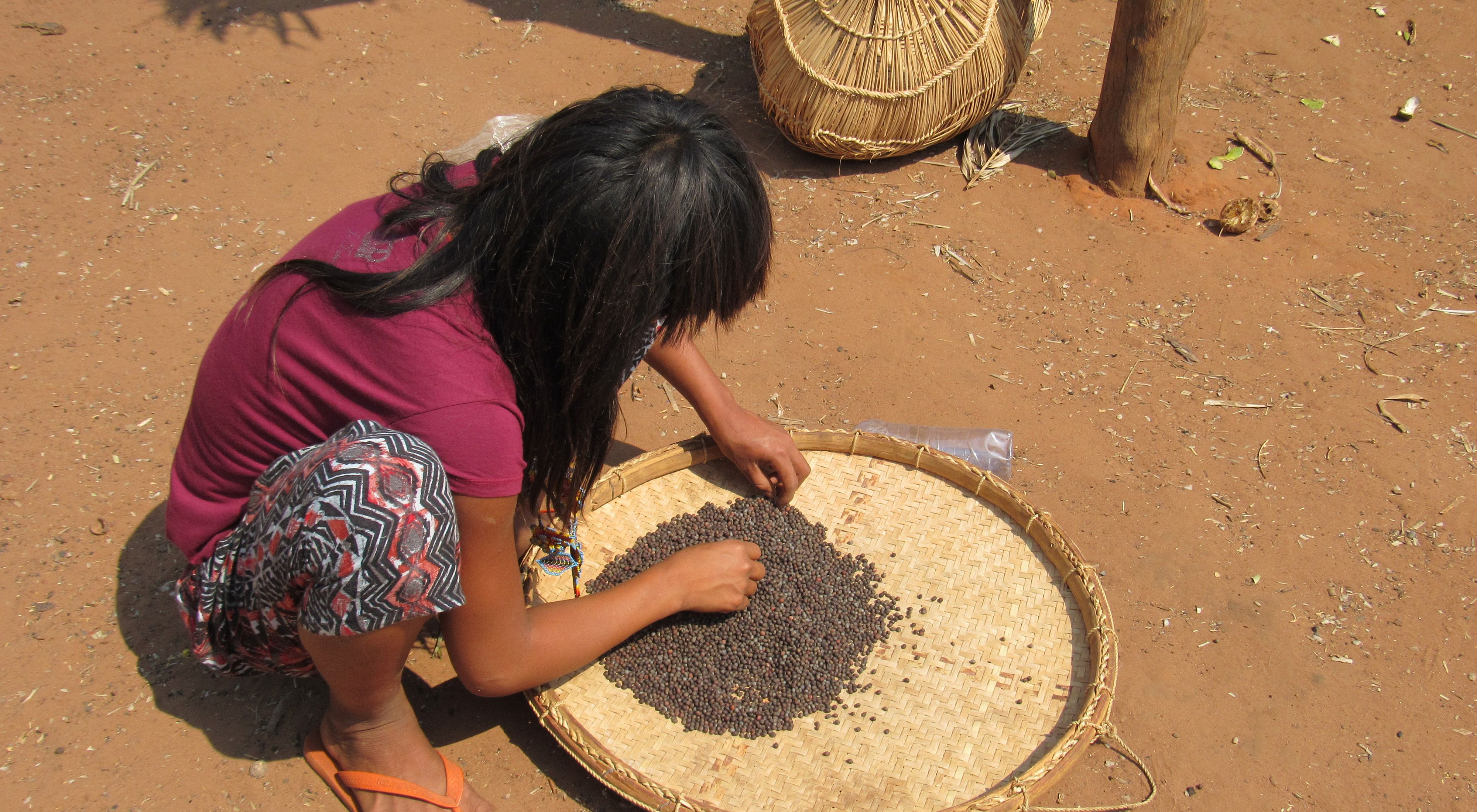 Coleta de sementes do povo Xavante