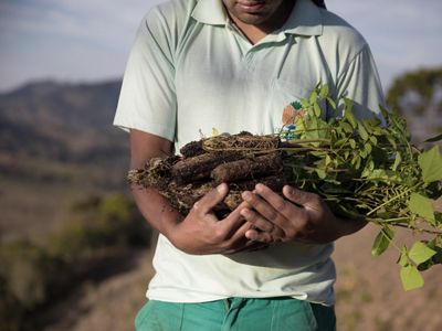 A variety of native tree species are planted in a reforestation area in Brazil.
