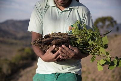 seedlings