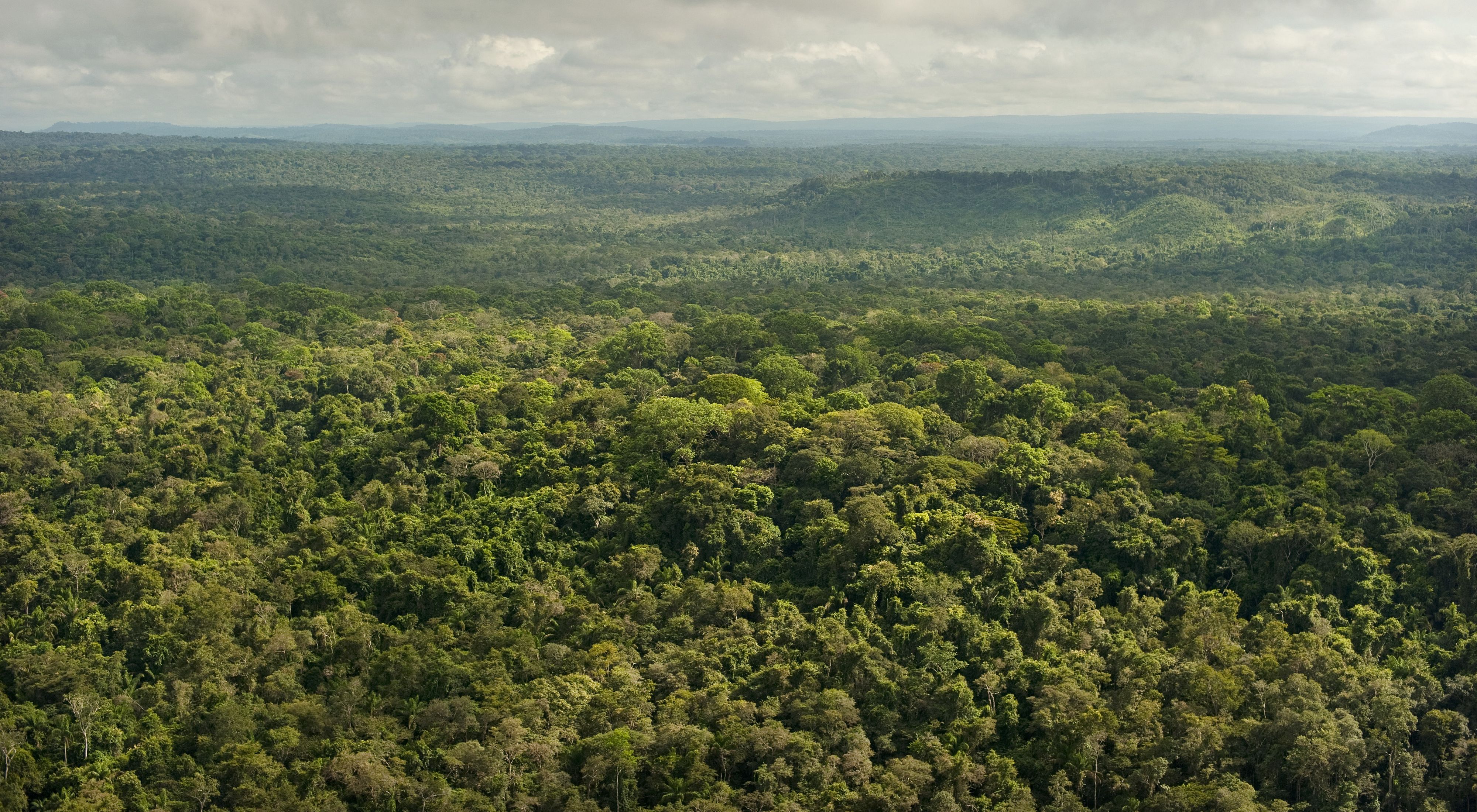 Visão aérea de parte de floresta preservada em São Félix do Xingu-PA.
