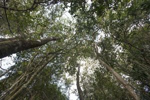 Copas de árvores em área de restauração.