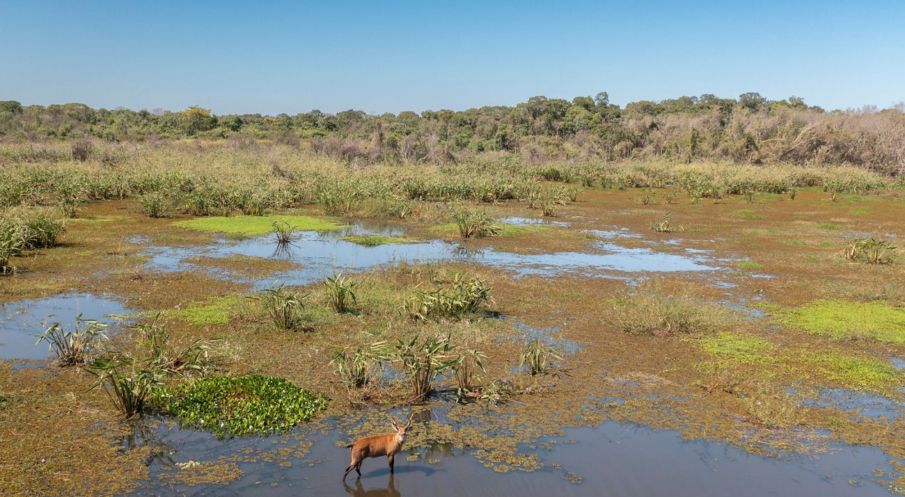 Veado em paisagem alagada no Cerrado.