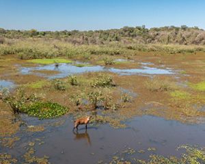 Veado em área alagada no Cerrado