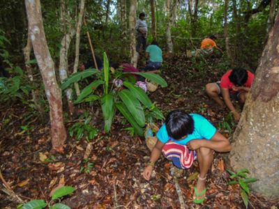 Mulheres indígenas do povo Xavante coletando sementes na Terra Indígena Marawatsédé, no estado do Mato Grosso.