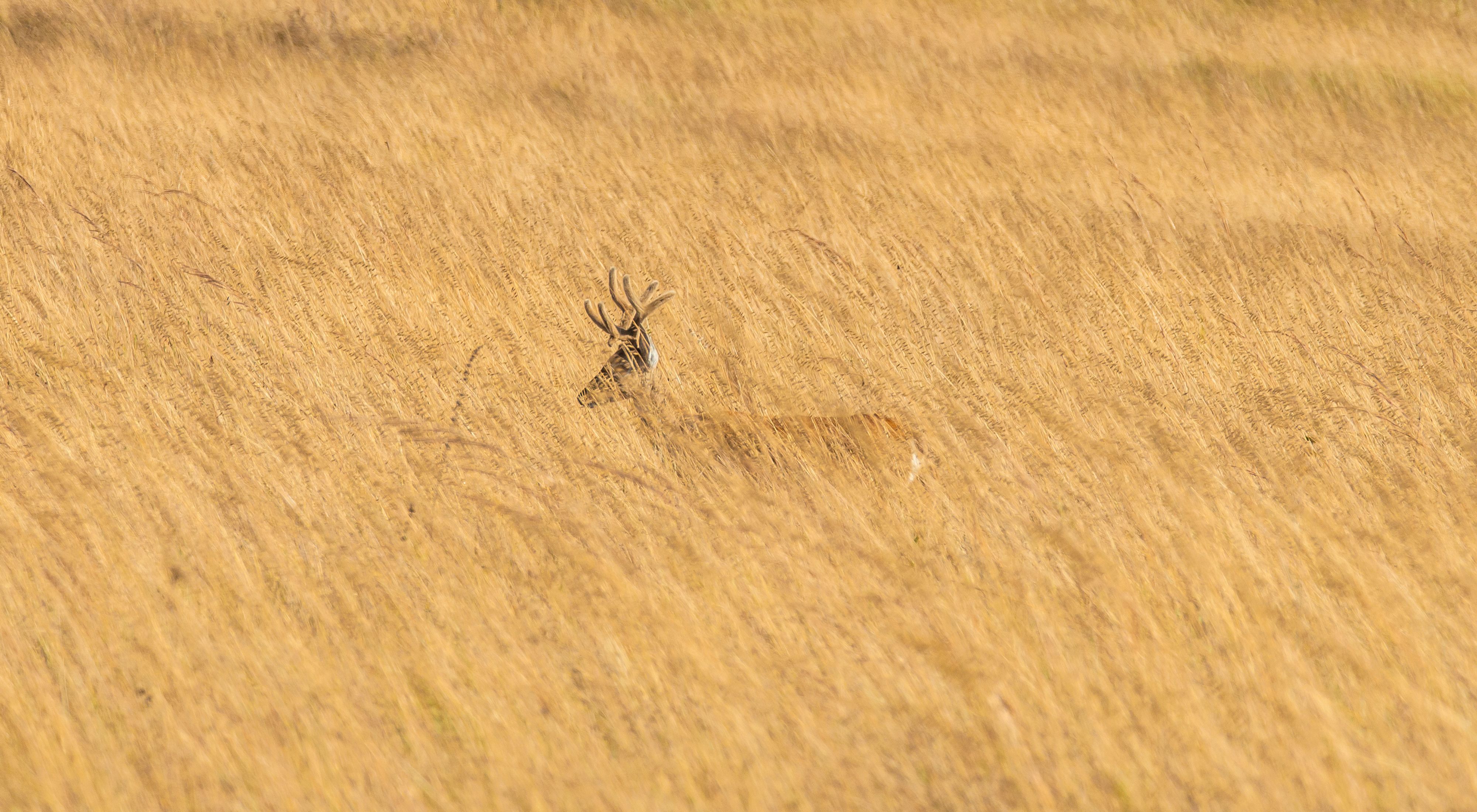 Veado campeiro (Ozotoceros bezoarticus) em campo no Cerrado de Goiás.