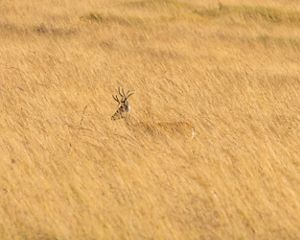 Veado campeiro no cerrado
