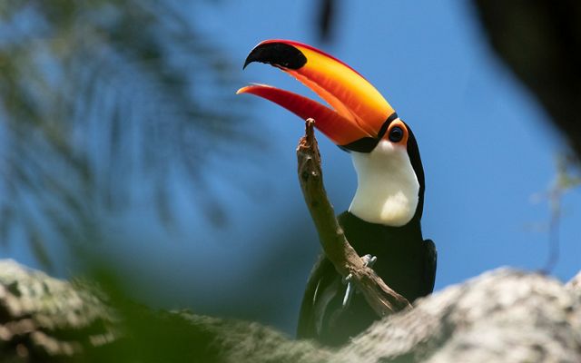 a close up of a toucan in a tree