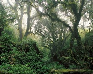 Vegetação da Mata Atlântica