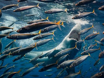 Um tubarão branco caçando nas águas da Ilha de Guadalupe, no México.