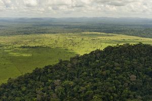 Vista aérea de área desmatada na região de São Félix do Xingu, próximo a a vegetação nativa conservada. 