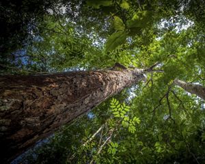 Árvore de Angelim Ferro na Floresta Amazônica, em dezembro de 2014.