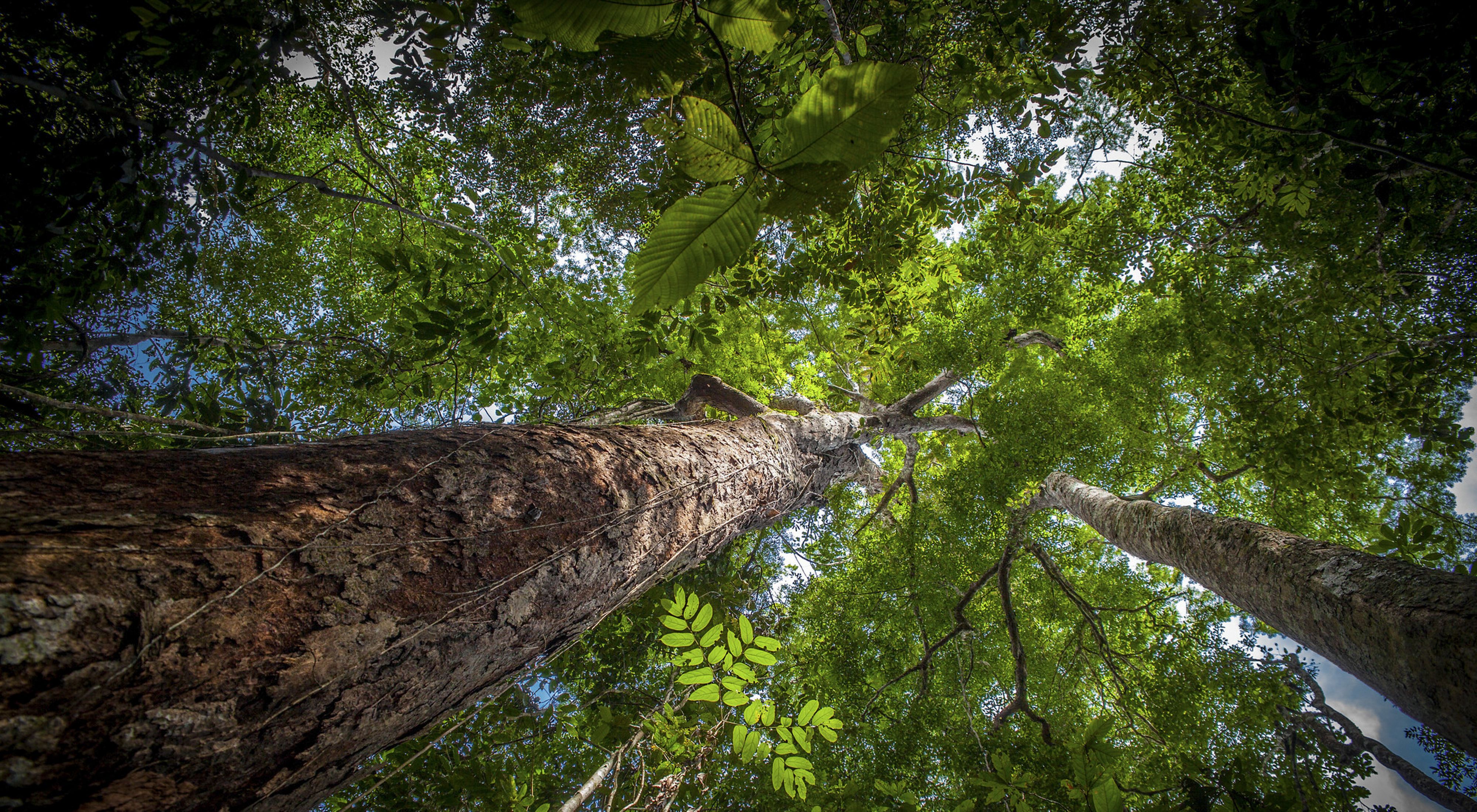 Árvore de Angelim Ferro na Floresta Amazônica, em dezembro de 2014.
