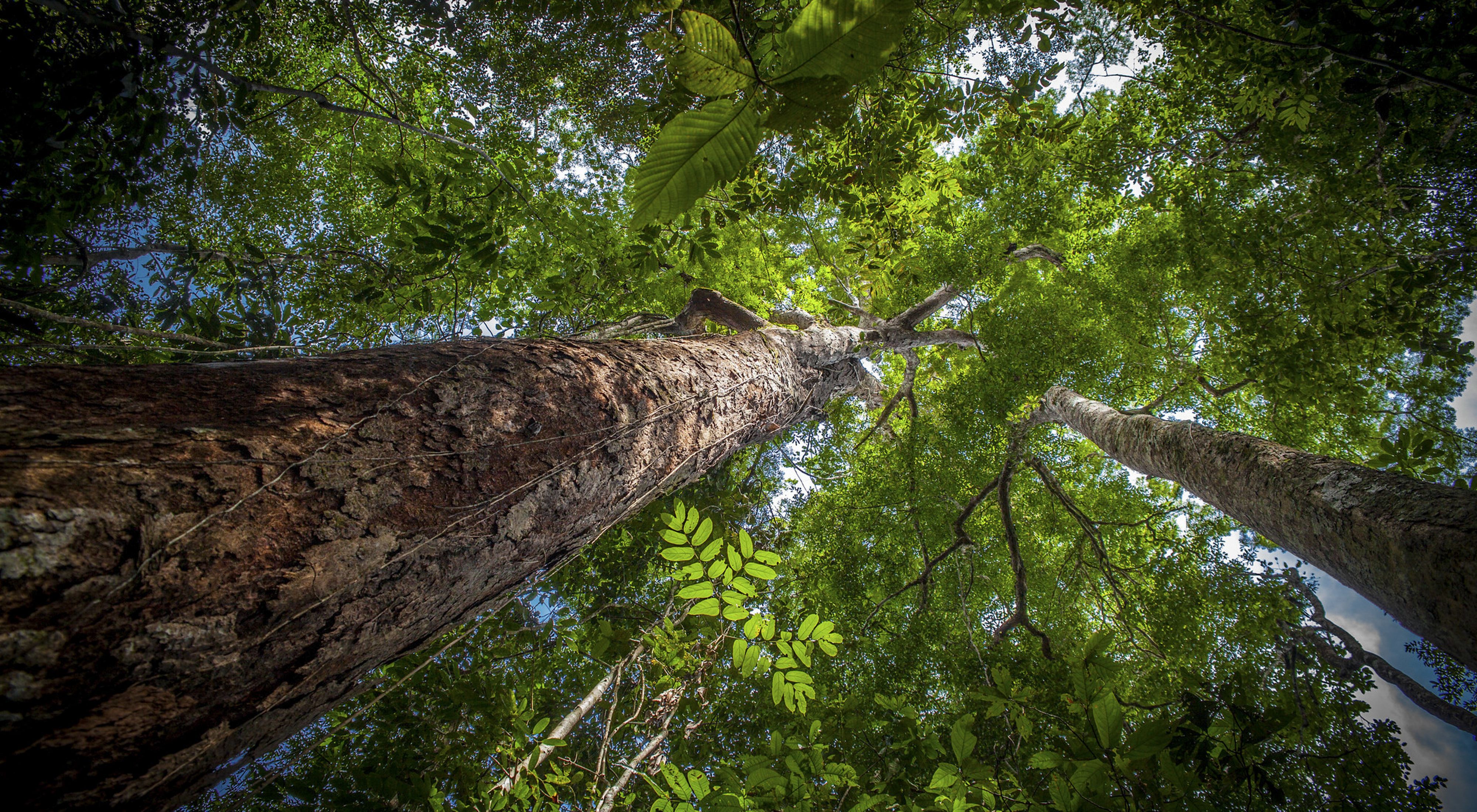 Árvore de Angelim Ferro na Floresta Amazônica, em dezembro de 2014.
