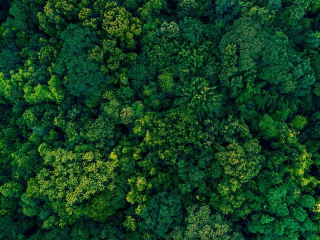 Dia da Árvore: astur destaca roteiro para conhecer a imponência da  floresta - astur