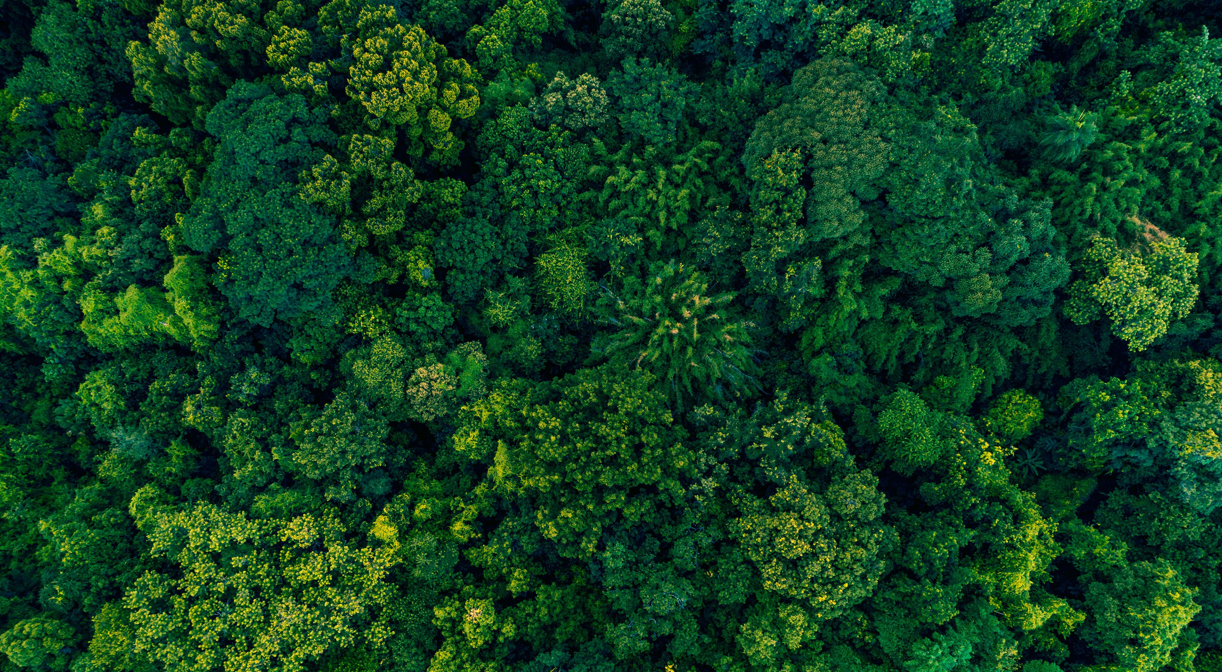 Floresta vista de cima na Amazônia.
