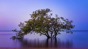 Árvore Angelim Ferro Amazônico em meio a floresta.