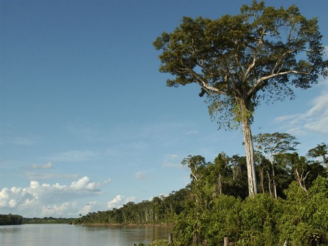 Árvore na margem do Rio Jurua, no Acre.
 