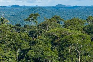 Floresta tropical densa com árvores altas e vegetação verde contínua até o horizonte