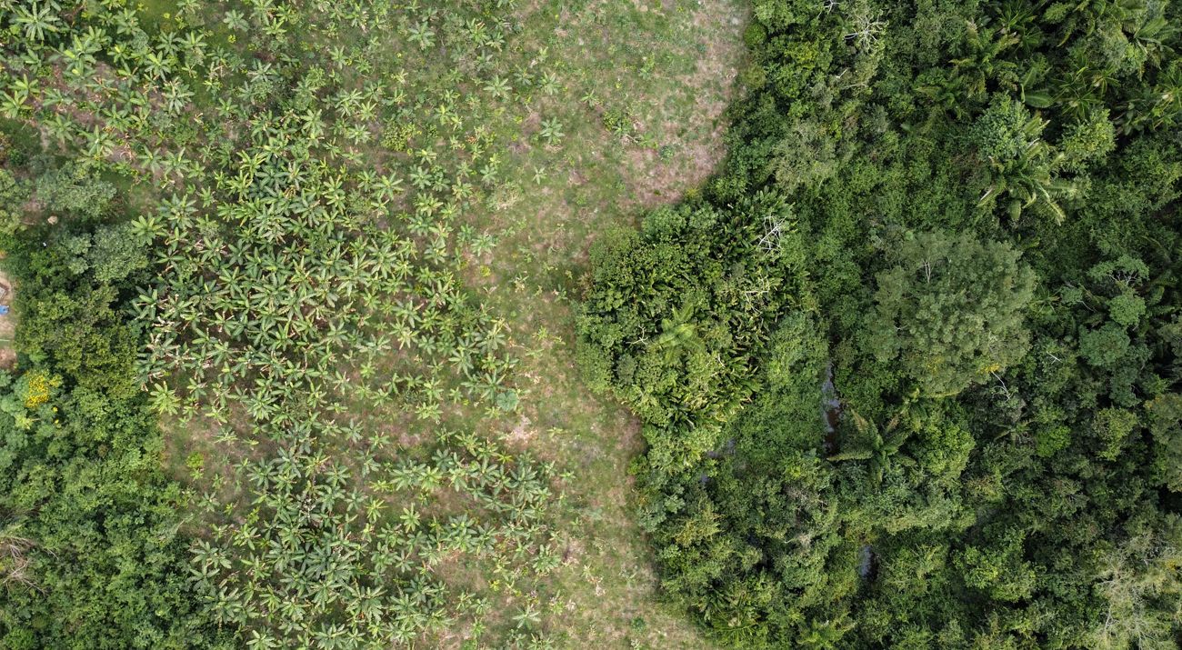 Área de restauração florestal