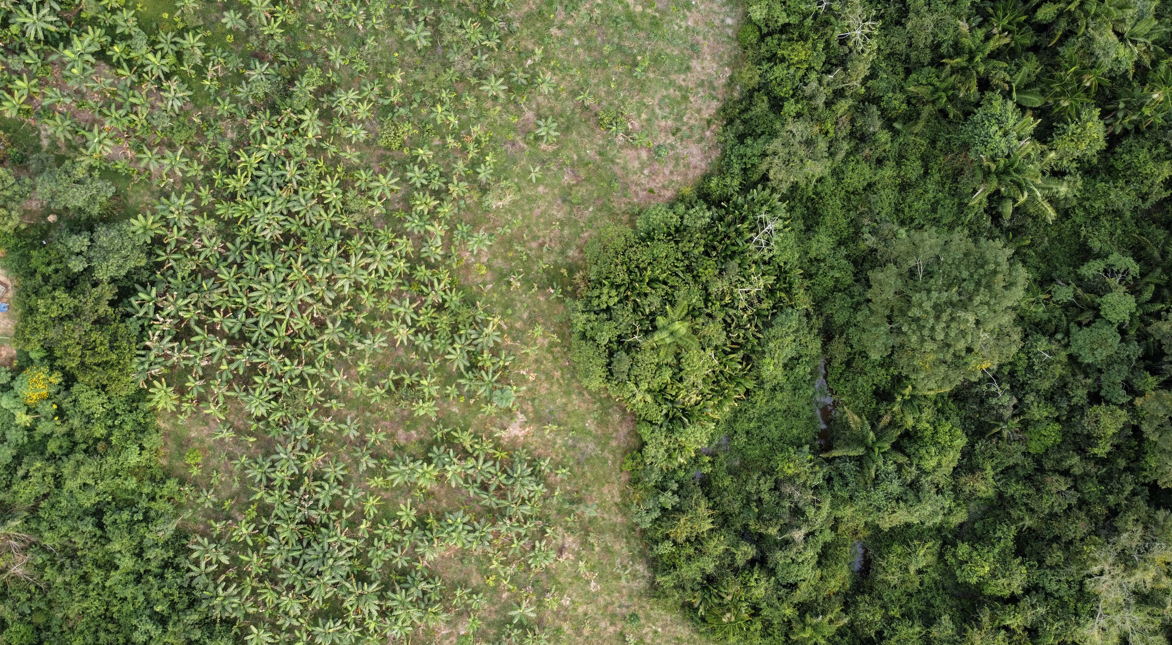 Vista aérea de área de restauração em agroflorestas em São Félix do Xingu-PA.)