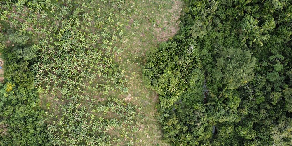 Vista aérea de área de restauração em agroflorestas de cacau na Amazônia.