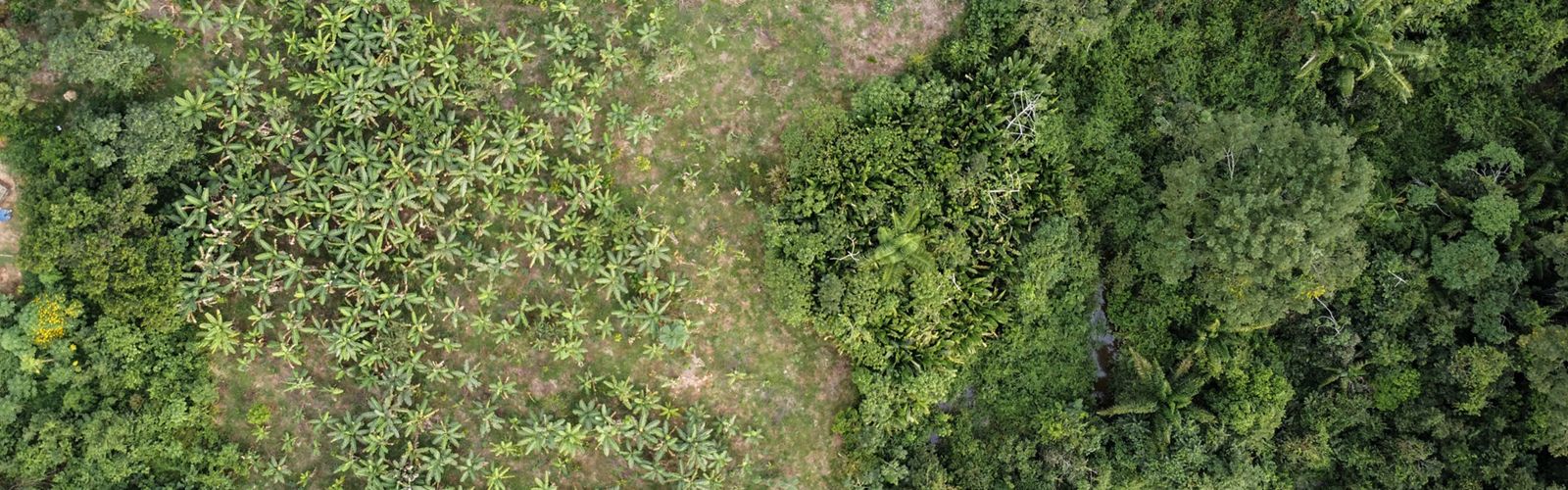 Vista aérea de área de restauração em agroflorestas de cacau na Amazônia.
