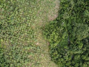 Vista aérea de área de restauração em agroflorestas.
