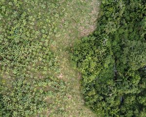 Vista aérea de área de restauração em agroflorestas.