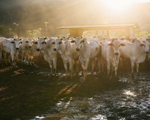 cattle in ranch in Southern Pará, Brazil.