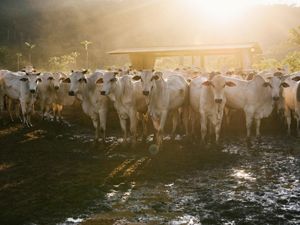 cattle in ranch in Southern Pará, Brazil.