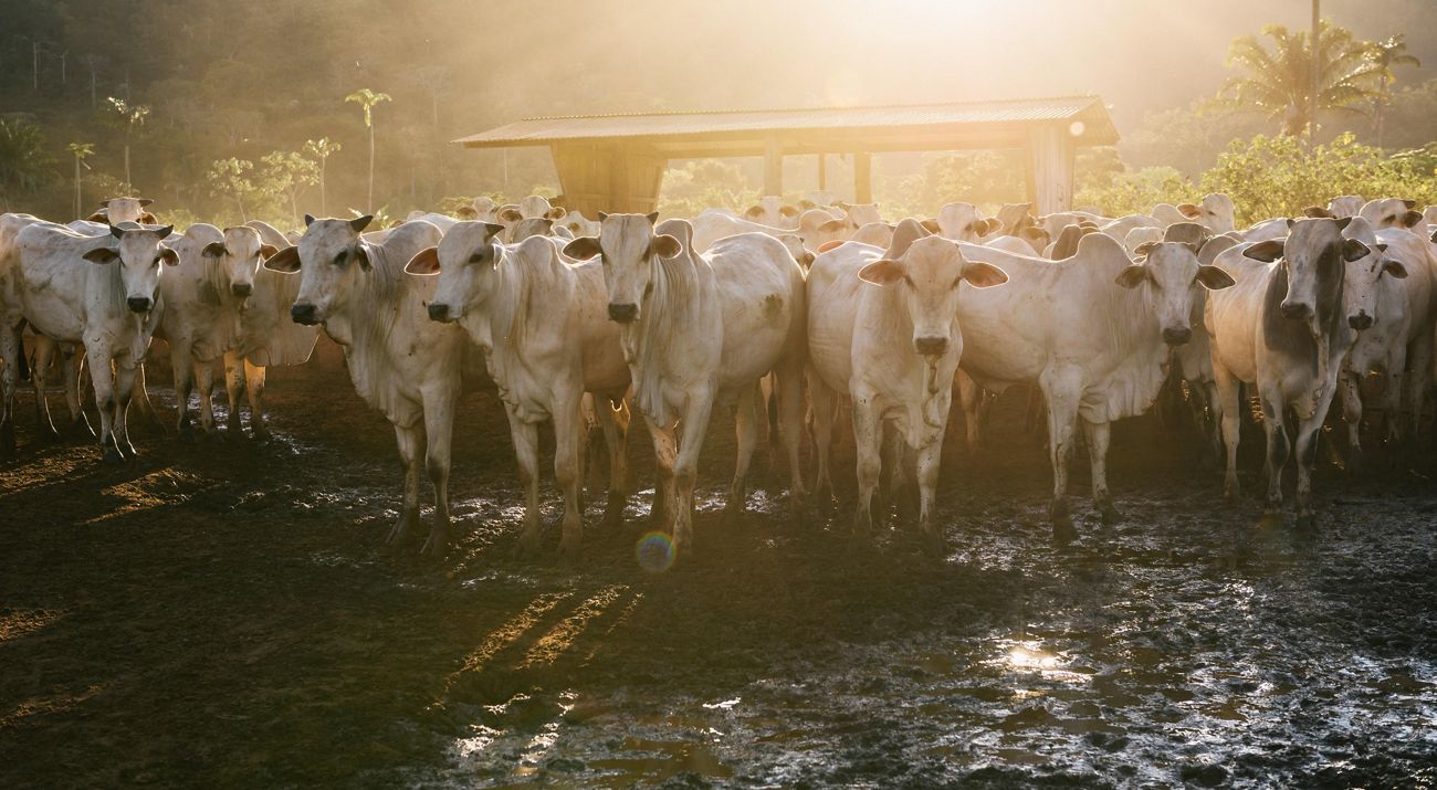 Cattle on a Santa Vitoria Farm in São Félix Do Xingu in the Brazilian Amazon, Brazil.