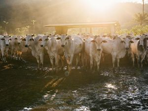 Cattle on a Santa Vitoria Farm in São Félix Do Xingu in the Brazilian Amazon, Brazil.