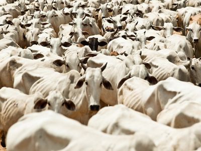 a heard of white cattle.