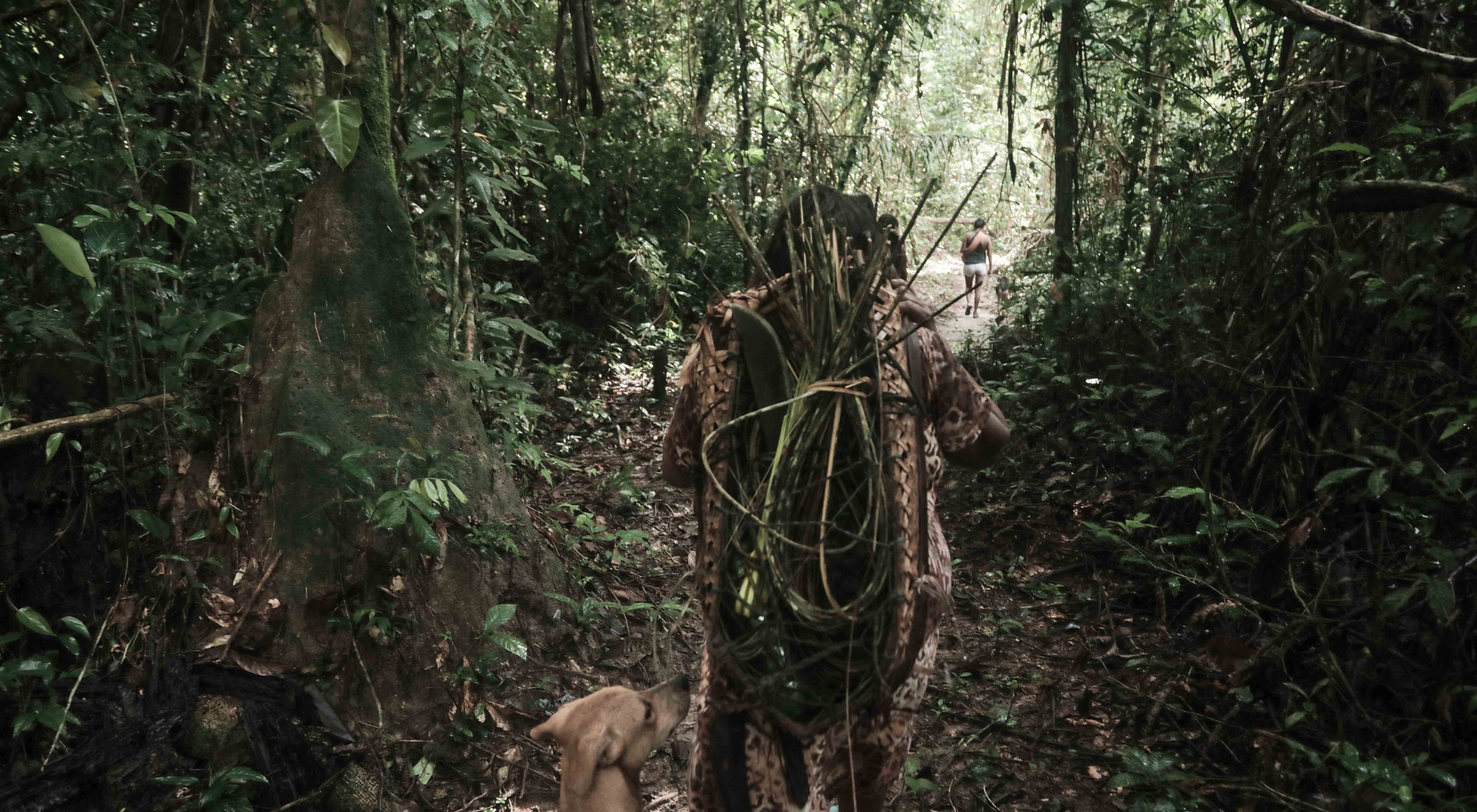 Indígena Parakanã em expedição para coletar matéria-prima para artesanato produzido pela comunidade na Terra Indígena Apyterewa, no sul do Pará.