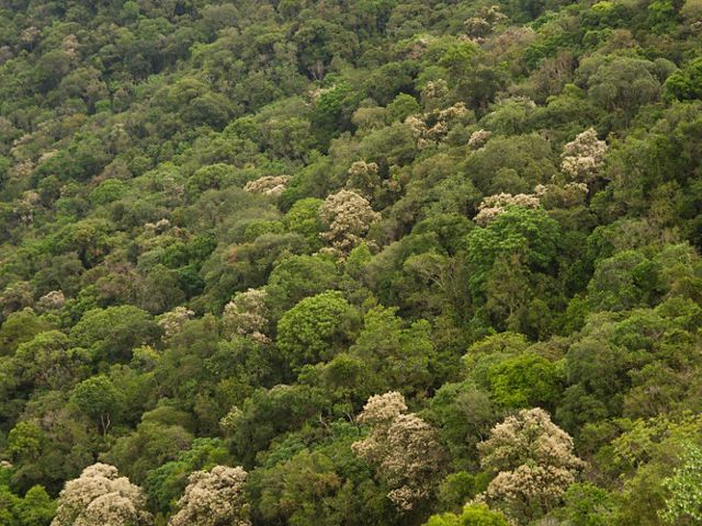 Imagem aérea de floresta nativa em Extrema-MG.