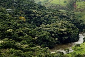 Área preservada de floresta na bacia do Rio Guandu, no Rio de Janeiro.