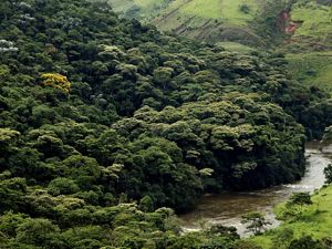 Área preservada de floresta na bacia do Rio Guandu, no Rio de Janeiro.