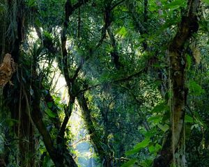 As florestas sempre foram mais do que simples paisagens intocadas.