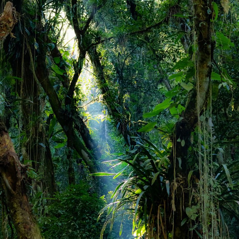 uma vista da floresta