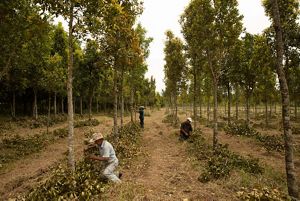 Workers with the Conservador das Águas project separate seedlings in Extrema, Minas Gerais, Brazil to be taken to the planting areas. September, 2018. Plant a Billion Trees Project.