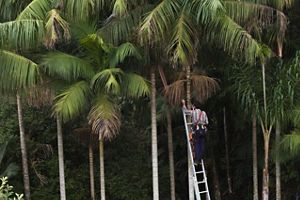 Pessoa em escada realiza coleta de frutos em palmeiras juçara em área de Mata Atlântica, cercada por vegetação densa.