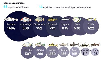 Espécies mais capturadas na região da RESEX e FLONA(Ilustrações da Coleção Ictiológica da Ufopa)