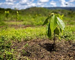 uma publicação interativa e gratuita para impulsionar a restauração de ecossistemas no Brasil