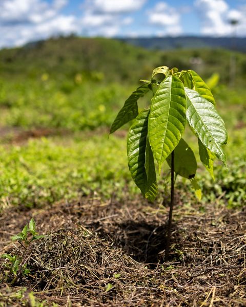A branch with leaves growing up from the soil.