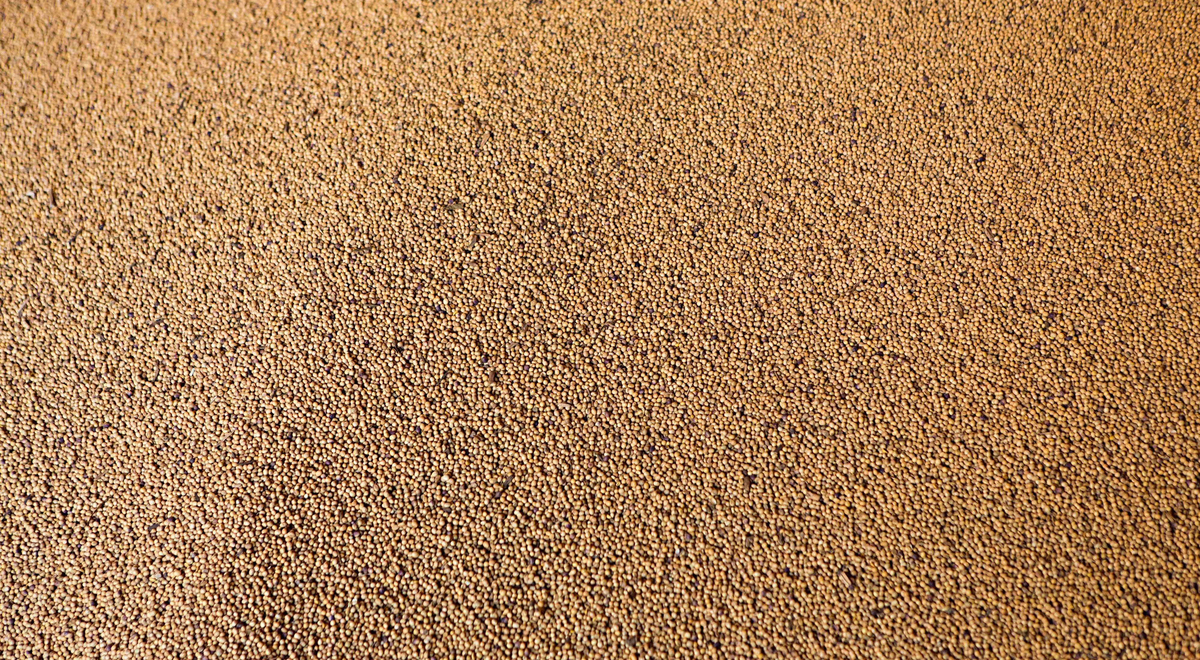 O bioma tem áreas abertas suficientes para atender às demandas para produção de alimentos até 2030.