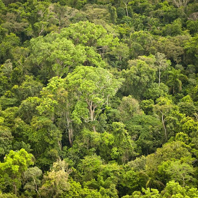 Imagem aérea de floresta nativa na região de São Félix do Xingu-PA.