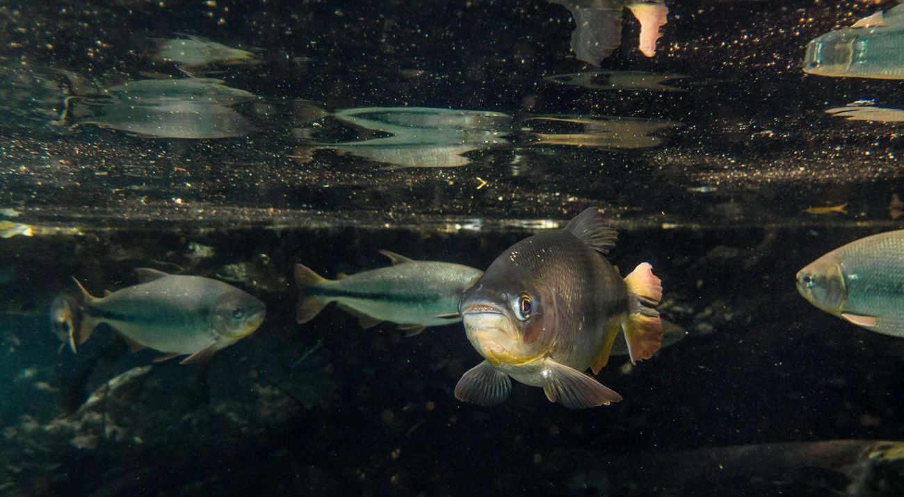 Peixes nadando em rio cristalino.