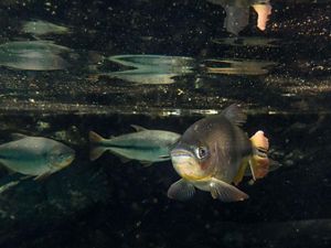 Peixes nadando na água cristalina do Rio Prata, em Bonito-MS.